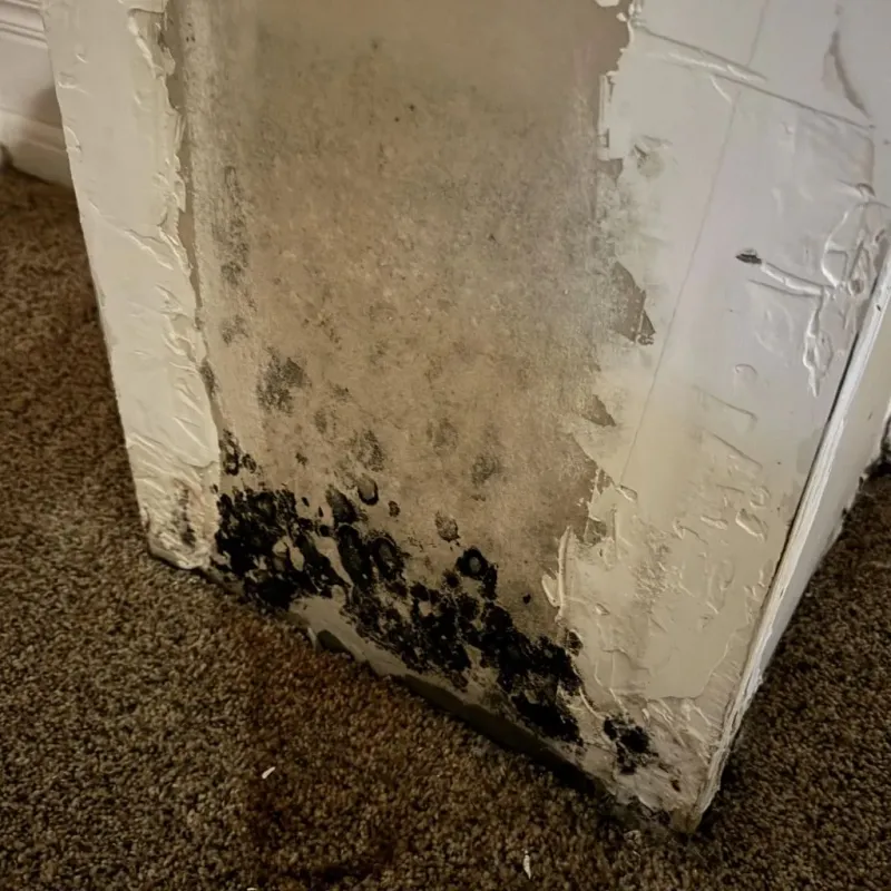 Professional Mold Removal in La Porte, TX
